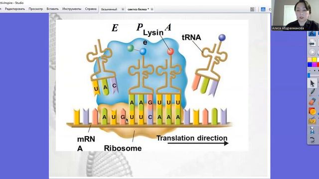 Нәруыз биосинтезі.Транскрипция.Трансляция. 11-сынып смотреть онлайн