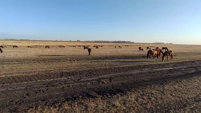 Народная примета, влияние Луны на здоровье жеребят.|Ответы на вопросы. смотреть онлайн