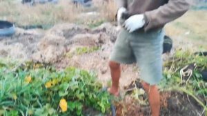 Собираем урожай батата