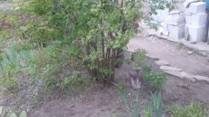 Погоня за кошкой