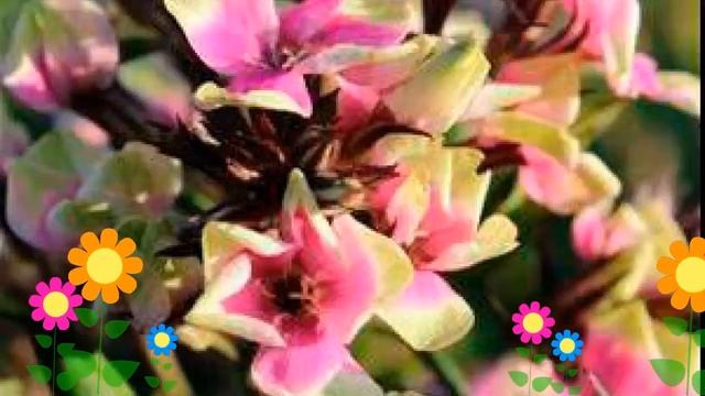 Флокс метельчатый Майкс Чойc. Краткий обзор, описание характеристик, где купить рассада смотреть онлайн