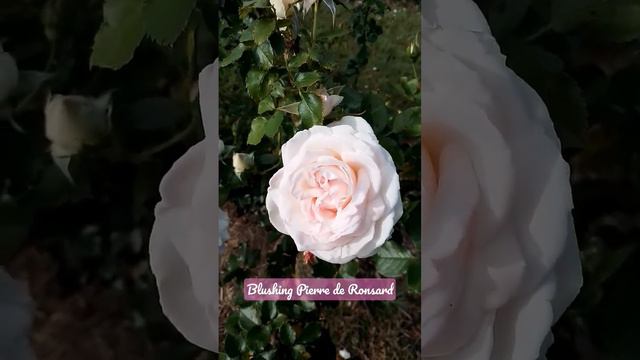 Blushing Pierre de Ronsard 1 year old climbing rose