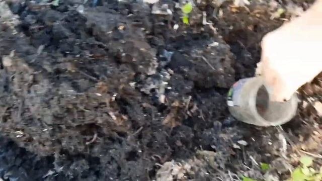 Заготовка огурцов. Черви на рыбалку) Консервация началась