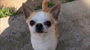 Ирко Ингур Чарт Топпер 7 лет  30 07 2019г