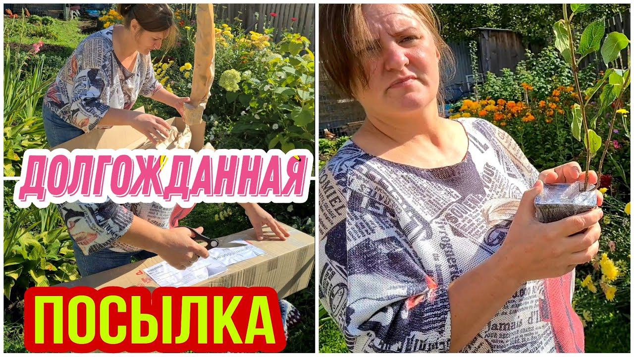 Долгожданная посылка. Гортензии почтой. Самарская Лидия из питомника Веры Глуховой