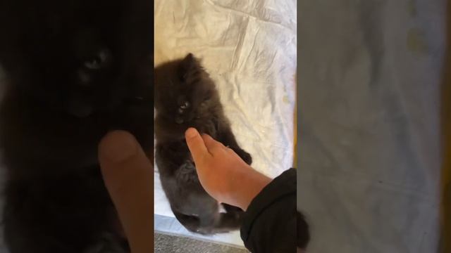 Упражнения для больных котят. Не работают задние лапы. смотреть онлайн