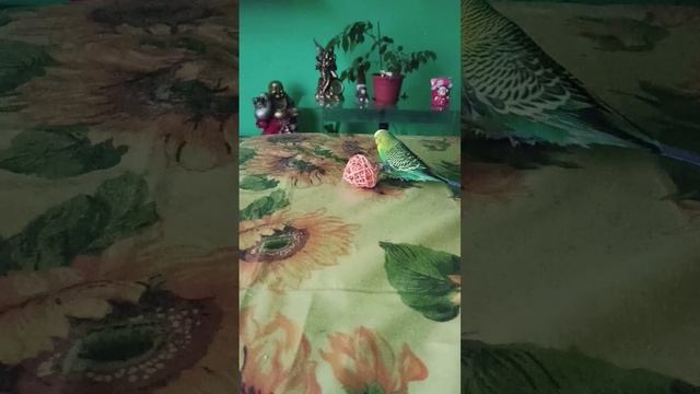 ??Попугай Футболист!??