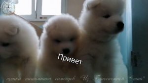 Щенки самоеда❤ | Samoyed puppyes❤ | Лучшее видео про счастье и любовь❤