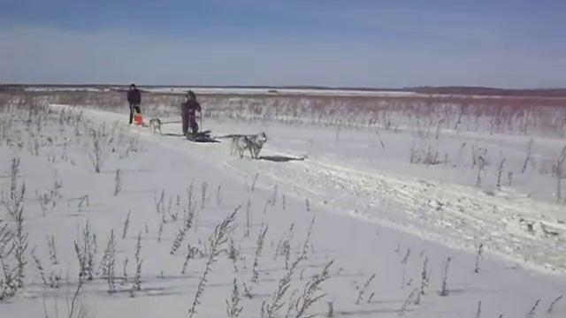 Катание на собаках (хаски), Ишим, 2014 смотреть онлайн
