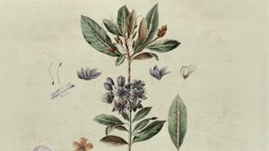 P. S. Pallas. Flora Rossica - Rhododendron Ponticum