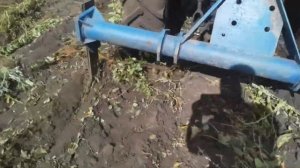 Выкопка плодовых саженцев в питомнике.