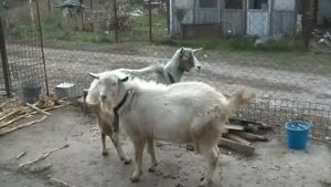 Случка коз. Как покрыть козу. Mating goat.
