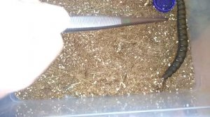 У сколопендры завелись клещи ! Как бороться ?