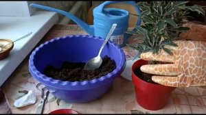 ДИЗИГОТЕКА ИЗЯЩНАЯ. ПЕРЕСАДКА И УХОД