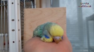 ? ? Как приручить волнистого попугая?