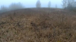 ОХОТА НА ЗАЙЦА 2019 в тумане. Охота на зайца осенью