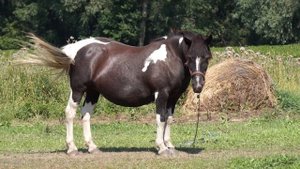 Sony E 55-210mm F4.5-6.3 OSS (SEL55210) Handling review