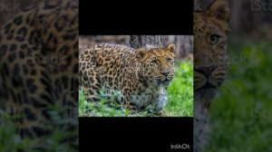 Амурский леопард почему на грани вымирания ?и немножко фактов о нем♡♡♡