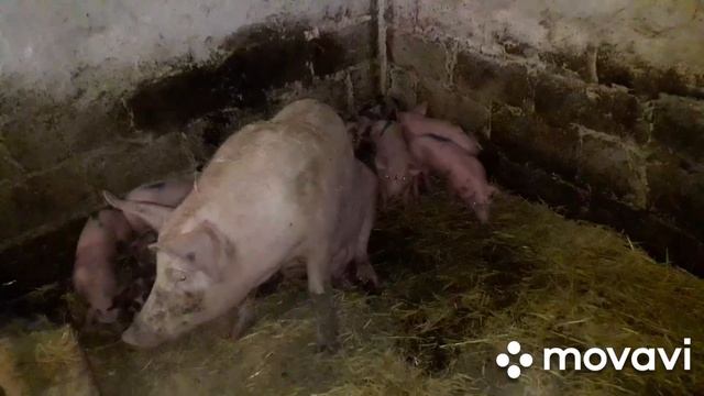 убрать 5т зерна за час и при этом не чего не делать дикий кабан Вес поросят мой рекорд по окуня смотреть онлайн