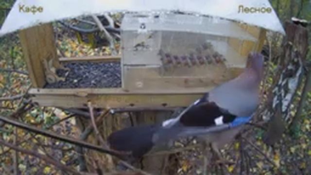 Кафе "Лесное" смотреть онлайн