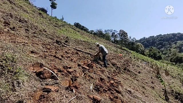 final de semana plantando macacheira e cana