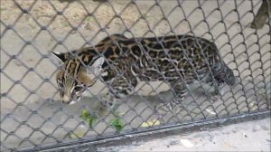 Оцелотик Стеша играет с веточкой 22.06.2023