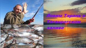 ТАРАНЬ, ШЕМАЯ В ТАГАНРОГСКОМ ЗАЛИВЕ...