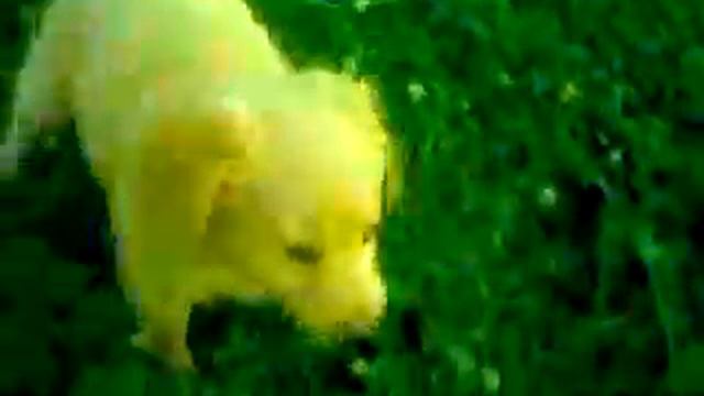 Моя самая красивая девочка Айва ретривер...типа) смотреть онлайн