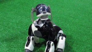 Собака робот Айбо AIBO на выставке роботов
