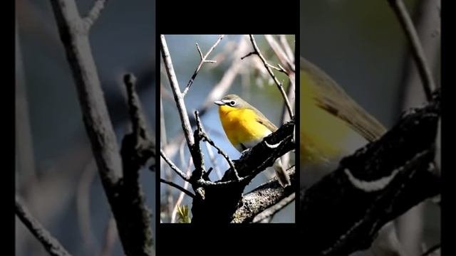 Звук пения птицы Иктерия
