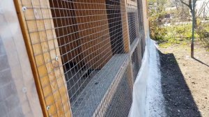 17.10.18.Жёсткая выбраковка голубей.