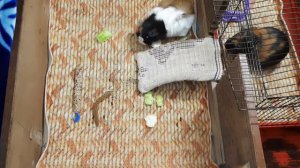 ||День Рождения|| ДР морской свинки|| Фросе 1 год||