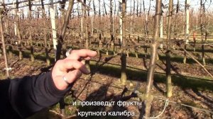 ОБРЕЗКА ЧЕРЕШНИ