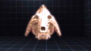 Энтелодонт | Адский кабан | Вымершее животное. Видео про животных