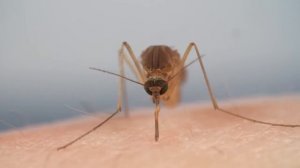 Комары! Почему так больно кусают?  Mosquitoes! Why so painful bite?