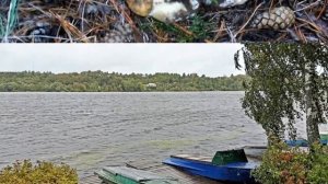 Осень, рыжая лисица, постучала мне в окно