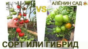 Гибрид или сорт? Что лучше?