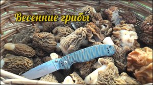 Весенние грибы СМОРЧКИ и СТРОЧКИ - открытие грибного сезона!