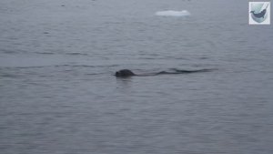 Всемирный день защиты морских млекопитающих. Кольчатая нерпа у мыса Флигели