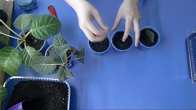 ?РАЗМНОЖЕНИЕ ГЛОКСИНИИ ФРАГМЕНТАМИ ЛИСТА !!!? ?How to grow gloxinia part №28