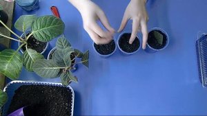 ?РАЗМНОЖЕНИЕ ГЛОКСИНИИ ФРАГМЕНТАМИ ЛИСТА !!!? ?How to grow gloxinia part №28