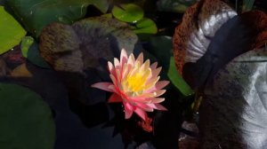 Nymphaea Gregg's Orange Beauty ... первый цветок