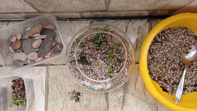 Собираем флорариум из суккулентов? смотреть онлайн