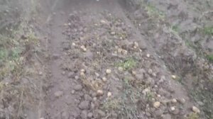 Копаем картошку.