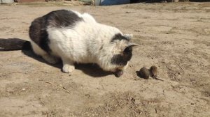 Нашли гнездо крыс. Отдали коту. НЕ ДЛЯ СЛАБОНЕРВНЫХ!