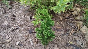 Туи западные (Thuya occidentalis) в моей коллекции