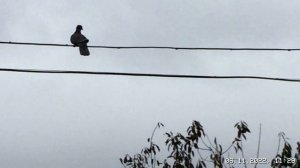 #Pigeons.Подъём армянских бойных голубей.