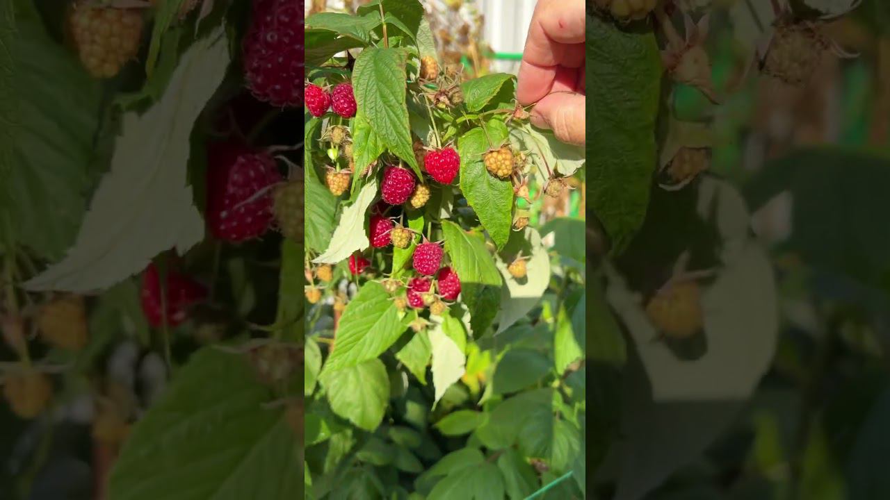 Осенний урожай малины. Калужская область.