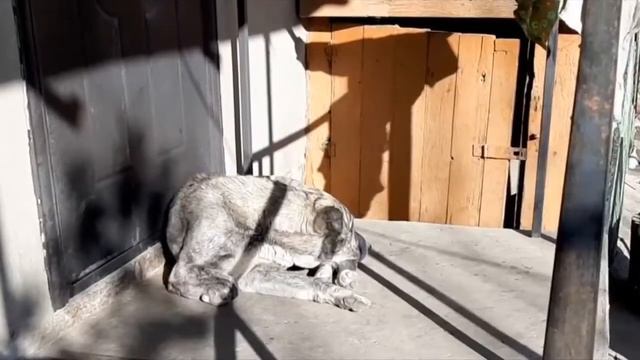 Кто помнит эту меломанку😍 Красотка выросла и также любит одну мелодию 😃