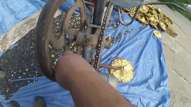 Быстрая чистка подсолнуха,  машина для выбивания семечек